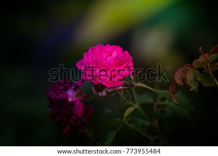 Close up of Damask rose petals for rose tea with the dark background. (Rosa damascena Mill)