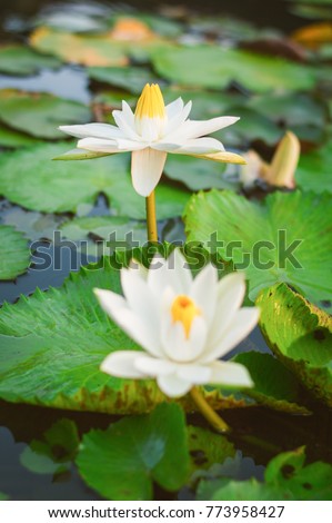 good morning  white  lotus flowers blooming  