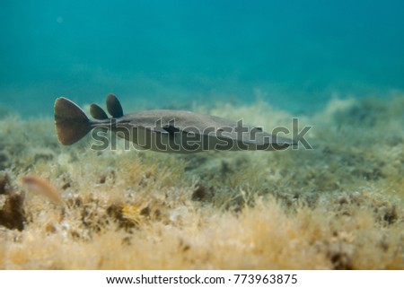 The marbled electric ray (Torpedo marmorata) is a species of electric ray in the family Torpedinidae Royalty-Free Stock Photo #773963875
