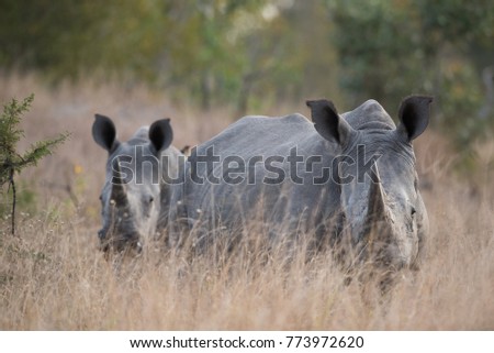 A horizontal, colour photograph of two white rhinos, Ceratotherium simum, standing alert in long dry grass and facing the camera in the Greater Kruger Transfrontier park, South Africa.