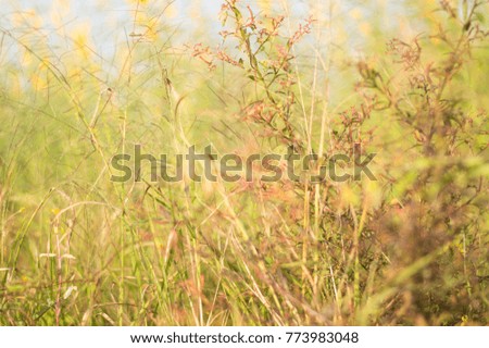 Background of grass flowers.