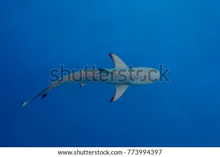 Shark under water,big predator fish
