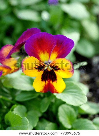 Colorful pansy flower close up 