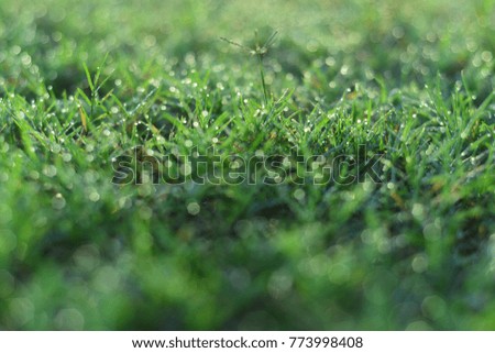 Spring or summer abstract scenes. Nature background with water drops on a green grass macro.
