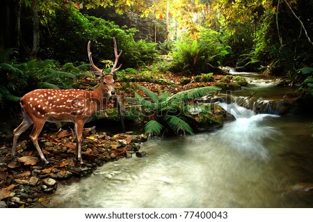 tropical stream and sika deer Royalty-Free Stock Photo #77400043