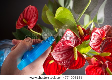 How to care for a home plant Anthurium. This flower has the second name Flamingoblume. In the picture, a jet of fresh water from the spray is directed at the flowers of Anthurium.