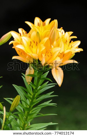 A big orange tiger lily in the garden summer