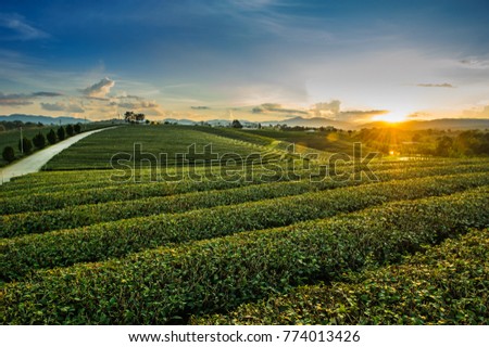 Beautiful landscape view of choui fong tea plantation with sunset at Maejan , tourist attraction at Chian grai province in thailand Royalty-Free Stock Photo #774013426