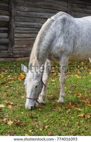 Horse in autumn park