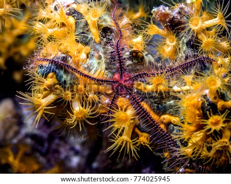 Brittle stars or ophiuroids are echinoderms in the class Ophiuroidea closely related to starfish Royalty-Free Stock Photo #774025945