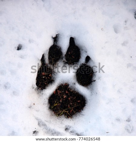 Wolf track on the snow