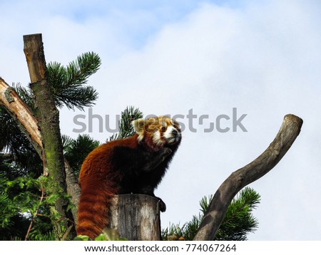 Thoughtful Red Panda (Ailurus fulgens), also known as Lesser Panda, Red Bear-Cat, and Red Cat-Bear, resting on a tree. Picture with room for text