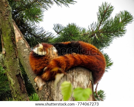 Red Panda (Ailurus fulgens), also known as Lesser Panda, Red Bear-Cat, and Red Cat-Bear, resting on a tree