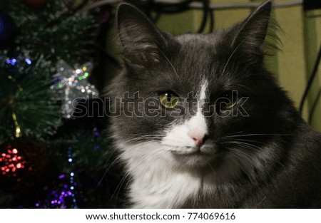 Cat with Christmas tree