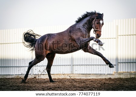 Thoroughbred horse action Royalty-Free Stock Photo #774077119