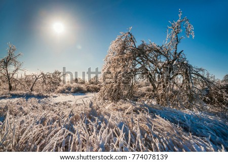 Grass and trees covered with icy crust and hoarfrost. Frosty winter sunny day. fantastic, fantastic picture of a frosty morning. ice kingdom.
