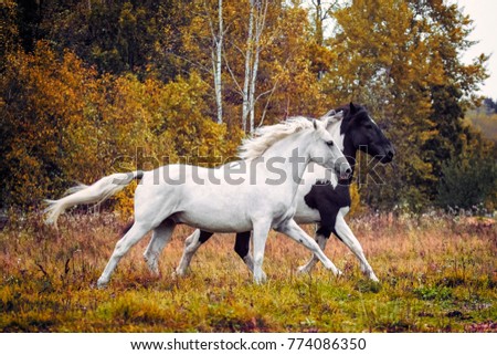 horses in forest