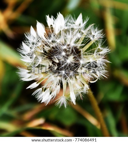 A close up picture of a dandelion flower at the end of november