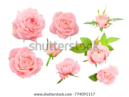 Set of delicate pink roses, bows and leaves isolated on white background. Royalty-Free Stock Photo #774091117