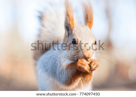 Red squirrel eating walnut in the park - close-up shot