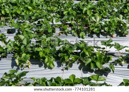 Strawberries plant in farm, Macro image