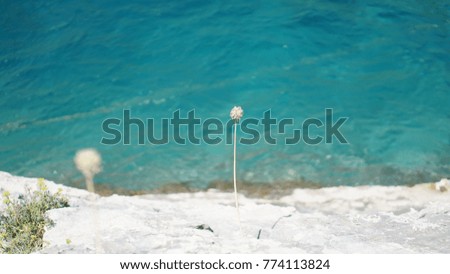 Flower growing on stonewall over the ocean