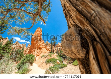 Amazing hoodoos in Bryce Canyon National Park in Utah USA