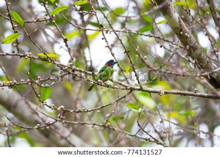 Beautiful Blue-eared barbet (Psilopogon duvaucelii) (Subspecies) sitting on the fruit tree in tropical forest, the South of Thailand