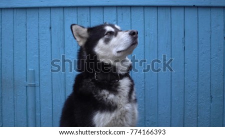 Alaskan Malamute dog sits against a blue wooden house wall background in winter