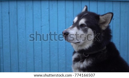 Alaskan Malamute dog against a blue wooden house wall background in winter
