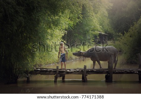 We will be together, Picture of Farmer persuade the buffalo across the canal.