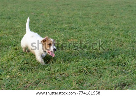 A young, playful dog Jack Russell terrier runs on a meadow in autumn.