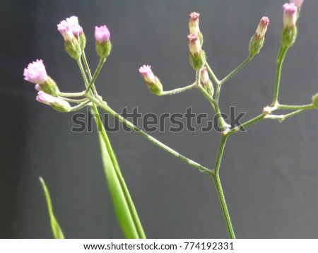 bush grass flower