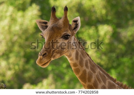 Giraffe close up shot