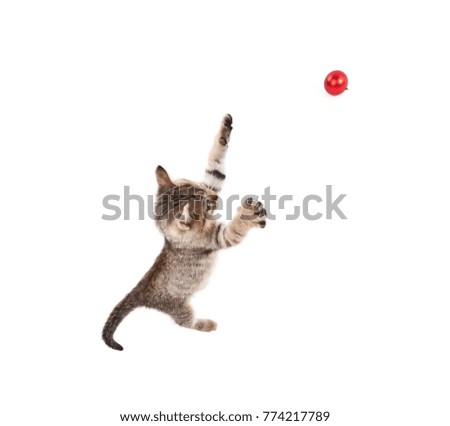 Picture of jumping kitten with red ball isolated on white