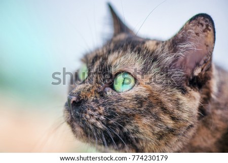 Beautiful brown and black cat with rainbow colored eye looking at the sky