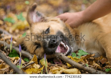 Happy dog laying on ground in forest and being pet by its owner during autumn. Colorful flowers and fallen leaves all around.  