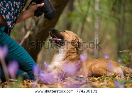 Happy dog laying on ground in forest and photographed by its owner during autumn. Colorful flowers and fallen leaves all around.  