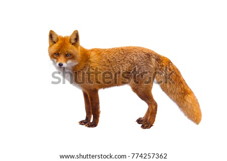 fox isolated on a white background