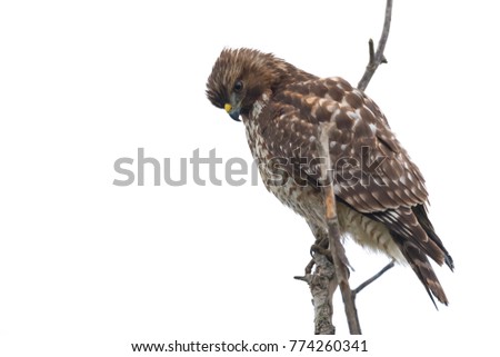 A Northern Harrier Hawk looking down for prey from a small tree limb.