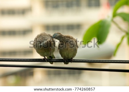 Brown Mourning Doves. lover brid  cleaning  feather