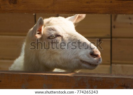 Goat after fence