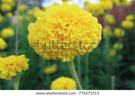 
flower calendula color Yellow beautiful