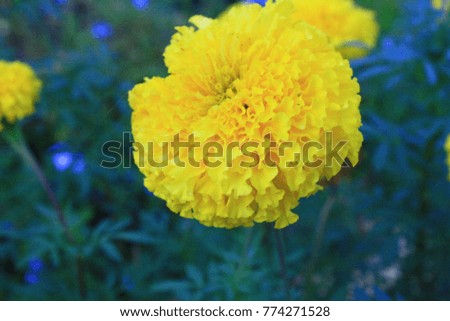 
flower calendula color Yellow beautiful