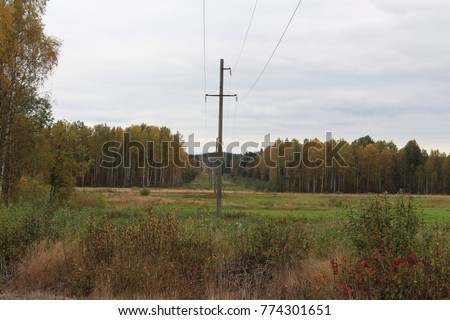 power lines in the forest