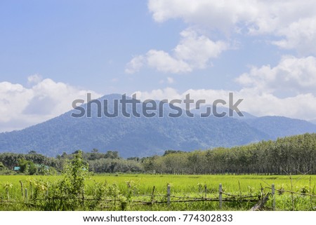 rice fields and mountains at countryside