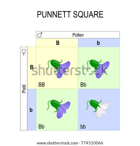 PUNNETT-SQUARE Stock Vector Images - Avopix.com