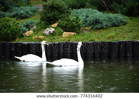 Swans personify beauty, romance, nobility and wisdom. According to legend, the reformer Jan Hus said: "Today you are frying a goose, but the swan will rise from the ashes, and you will not destroy it.