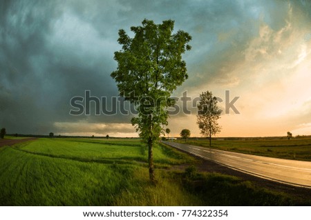 Single tree on a cloud stormy background. Fraxinus tree plant.  Ash tree