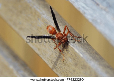 Pictures of Wasp